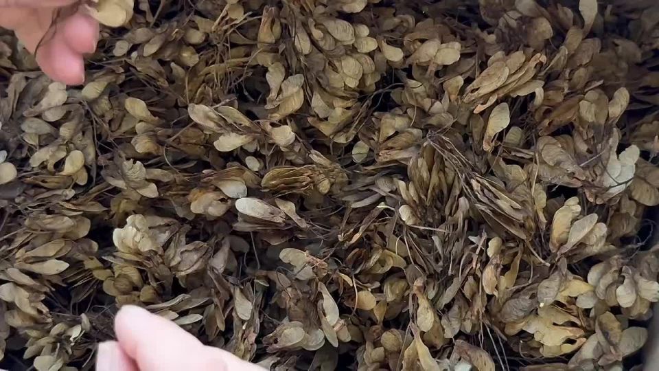 � ���� ���������� ������� ������� ����-���?