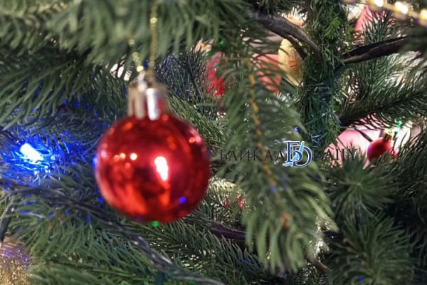 «Облезлые!». Жители Тарбагатайского района недовольны ёлками, которые начали продавать в местном лесхозе перед Новым годом