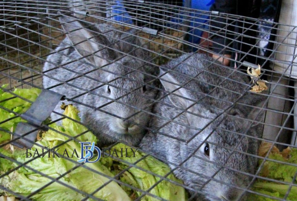 ����-������ ������� ������ ������� ��� ����� ��� ��������