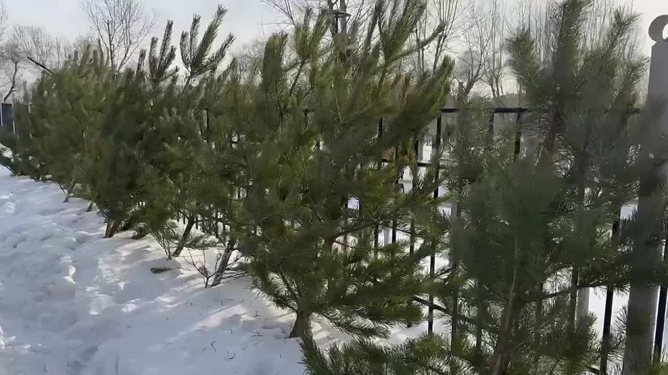 ������ ����� ���� ����� � ������ ������