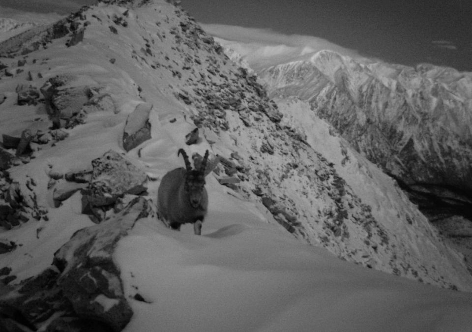 Настроение не праздничное: в Бурятии фотоловушка нацпарка поймала козерога
