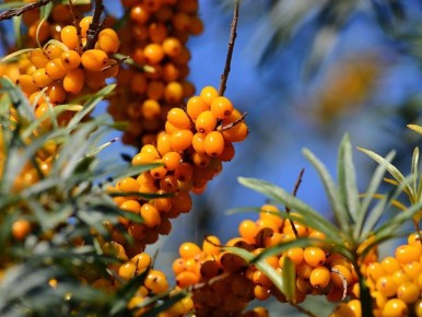 ��� ��������� ��������: ������, ������� ����� �������� � ���������