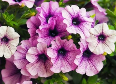 ��� ��������� ���������� ������� ��� ���������������� ��������