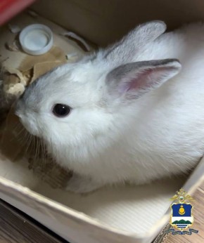 ����-������ ����� ������� � �������� ����������� ������� ��� ���������� ����, �� �������� ��������� ��������� �����