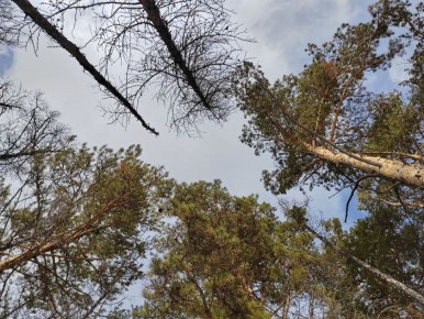 ���������� ������� ��������� ������������� �� �������� � ������� 120 ��� ������