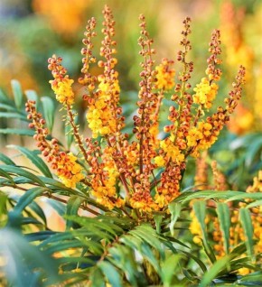 ������������ ������� Volcano: ������������ ������� ���� � �������� ���������