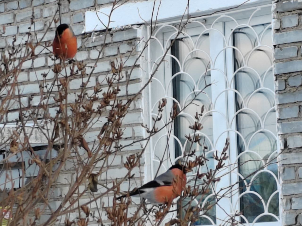Нет более увлекательного занятия зимой, чем кормить птиц Нет более увлекательного занятия зимой, чем кормить птиц