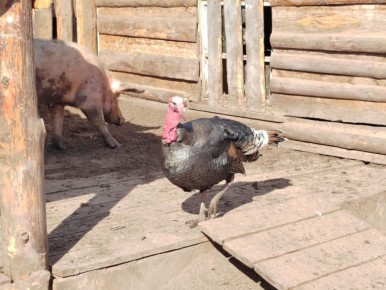 Жителям Бурятии напомнили куда сообщать при болезнях домашних животных