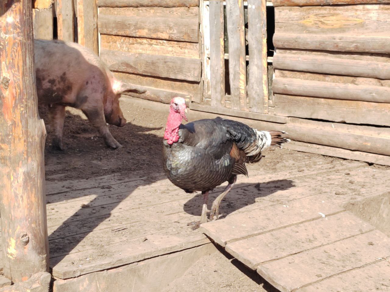 Жителям Бурятии напомнили куда сообщать при болезнях домашних животных