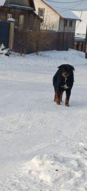 #атвпишут Такой вопрос. Бродячие собаки