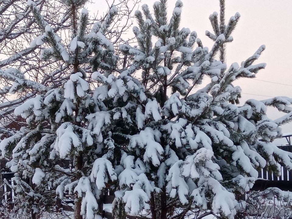 Снег, ветер и метели ожидаются в Бурятии