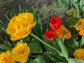 Тюльпаны-«сорняки»: как примириться с неумолимым расцветом