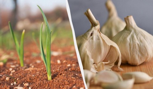 ��� �������� ������ ������ � ��� �� ������ �������