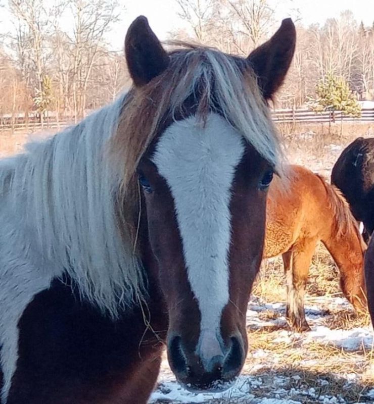 � ������� ��������� ��������� ��� ����������� ������� 50 ����� ������