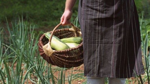Этим сортам кабачков нет равных: просто поливайте и ждите богатый урожай