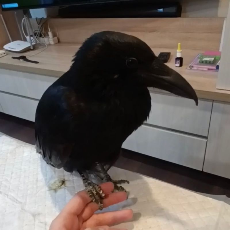 Домашнюю ворону ищут в Бурятии