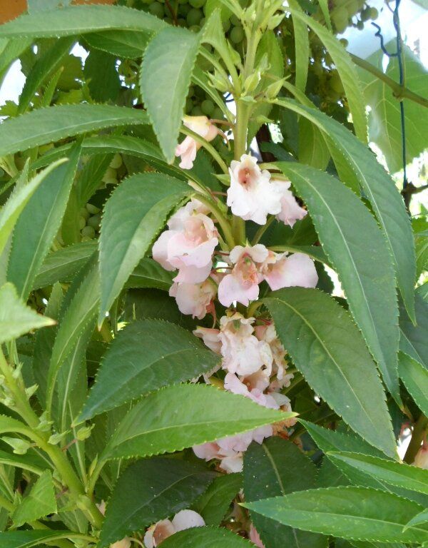 Цветущие сокровища: откройте для себя мир бальзаминов