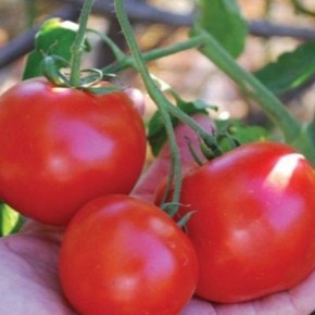 ����� ������ ������: ������ ������� ������ � �������� �����