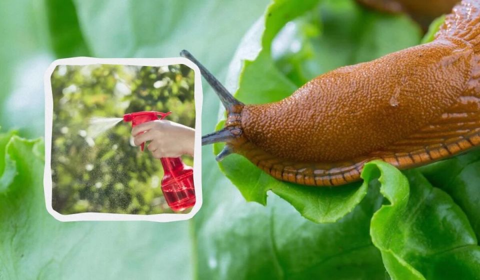 ����������� ����� �� ������� � ����: ������ ������ ���������� �� ������� � �������