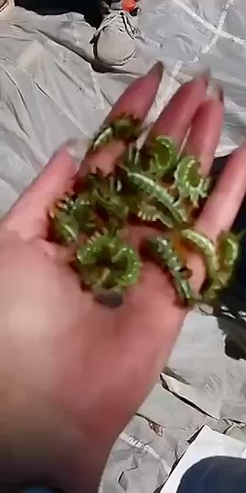 В Бурятии спасут от вредителей почти 400 тысяч гектаров леса