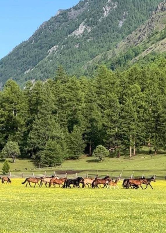 В Бурятии пополнился список племенных хозяйств