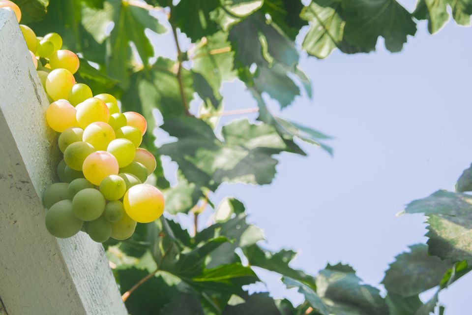 ��� ����������� ����������� ������� � ����: ������ ��� ��������� ������