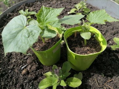 ������� ��������� ����������� �������: ����� � ��� ������ �������