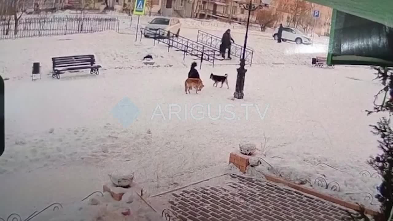 Стая собак напала на девочку в Гусиноозёрске