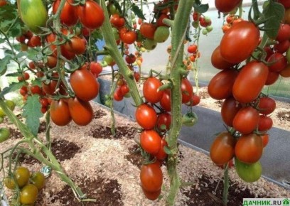 ����� �� ����� �������: ��������� ������� ��� ������ � ���������