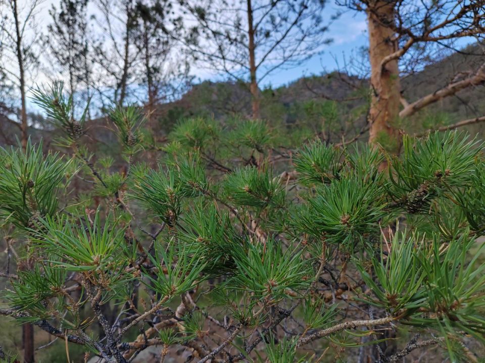 Лесхоз приглашает жителей Бурятии платно сдавать сосновые шишки