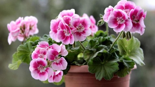 ������� ������ ������: ��� ��������� ��������� ��������� �� �����������