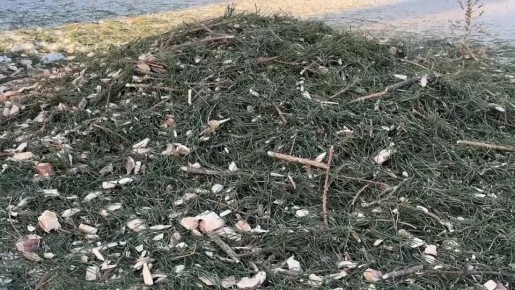 �������� ����� ���� ������ �����