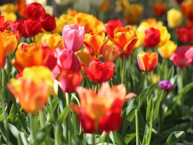 ��� ��������� ����� �������� � 8 �����: ������� �������� �������