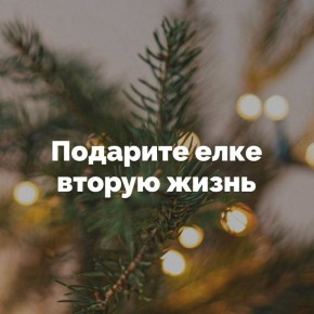 Новогодние праздники подошли к концу, и главный символ нового года может обрести новое, полезное назначение