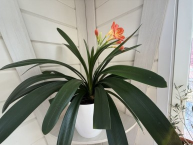 ������� ������� ����: ������ ������� � ������������ ��������