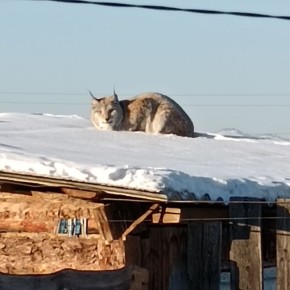 ���� ��������� ������� ��������������� ������