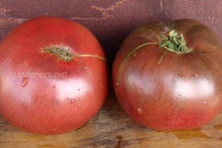 Томат фиолетовый коньяк: как выращивать этот необычный сорт с прекрасным вкусом