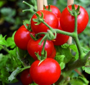 Как добиться максимального урожая помидоров: секреты и советы