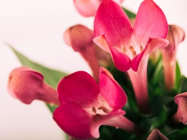 Как правильно пересаживать декабрист: секреты восстановления здоровья растения