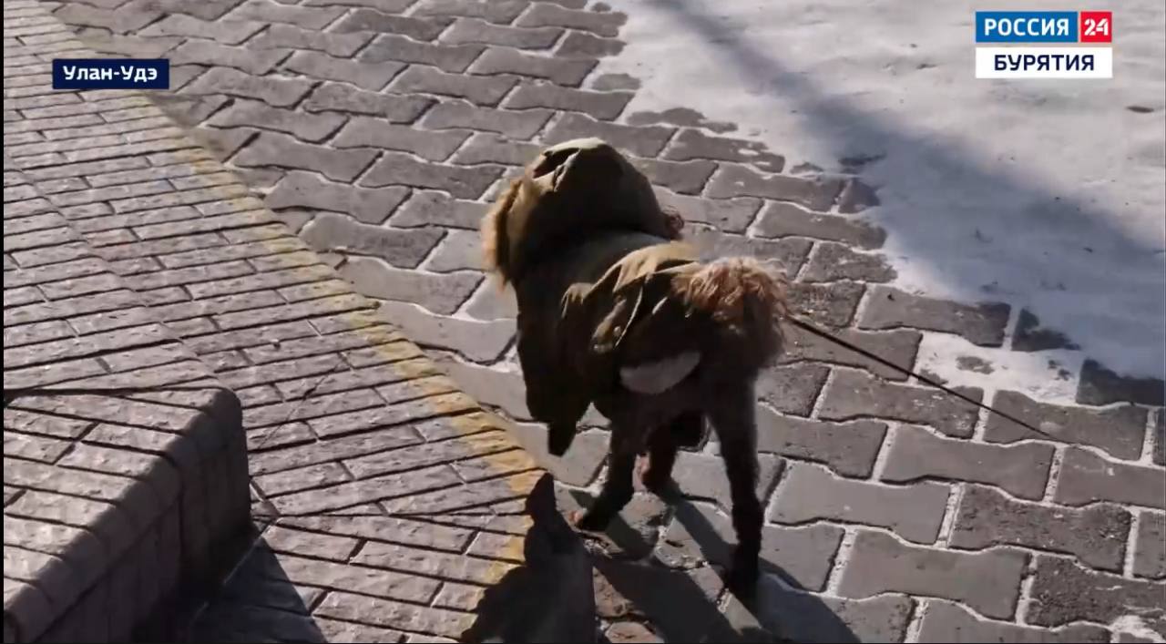 Аномальные морозы испытывают на прочность не только людей, но и животных