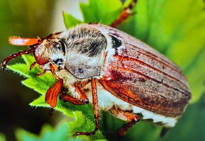 Майский жук: природный враг или непрошеный гость на даче?