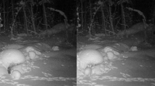 � ����������� ���������� ����������� ��������� ���������������� �����-������