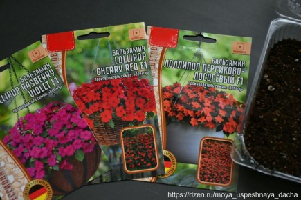 ��� ������� ��������� ���������: ������ �� ������ � �����