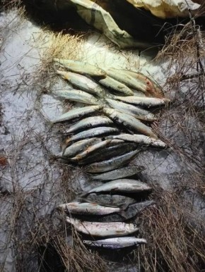 �� 210 ����� ������������ ����� ������� ��������� � ����������������