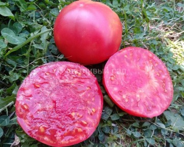 ����� ������������ �������: ������� ����� ��� ������� ����� � �����������