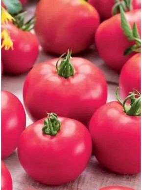 ������� �������: ������ ������ � �����-������� ����� ��� �������