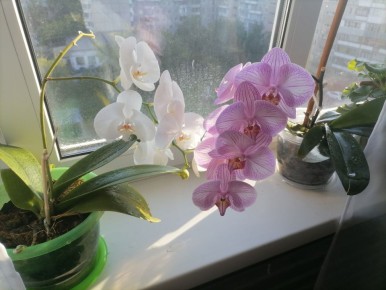 Освоение пересадки орхидеи: спокойный взгляд на фаленопсис после зимы