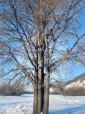 В Прибайкальском районе растет редкое дерево