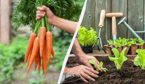 После моркови на грядке ждёт новая жизнь: как выбрать культуры для весеннего посева