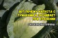 Почему капуста гниет: ответ агрономов на популярные вопросы